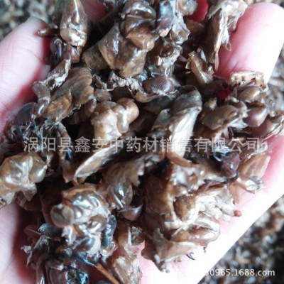 中药材 蝉蜕 虫退 蝉衣 蝉退 量大从优图4