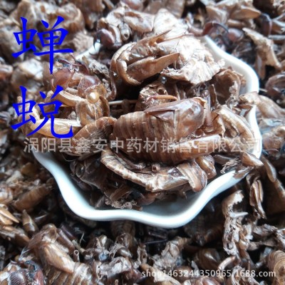 中药材 蝉蜕 虫退 蝉衣 蝉退 量大从优图2