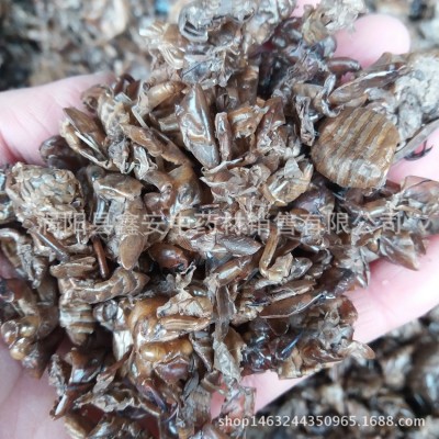 中药材 蝉蜕 虫退 蝉衣 蝉退 量大从优图3