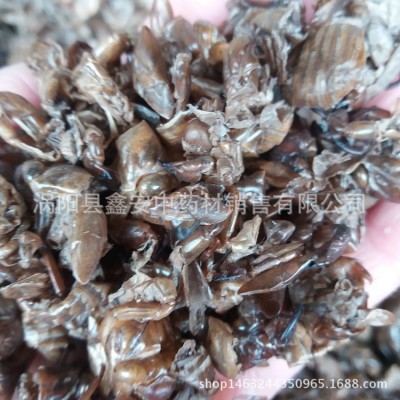 中药材 蝉蜕 虫退 蝉衣 蝉退 量大从优图5