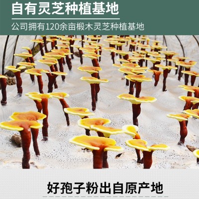 大别山灵芝孢子粉灵芝粉椴木赤灵芝富硒霍山自产孢子粉代加工批发图4