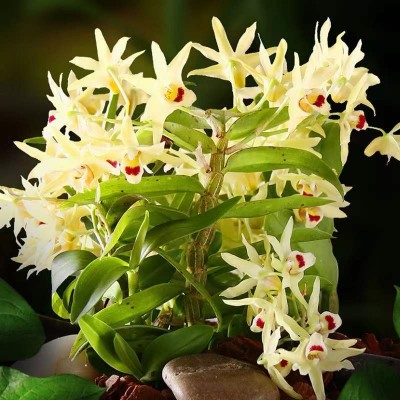 霍山基地现货散装米斛花 铁皮石斛花茶 批发人工手选米斛干花图2