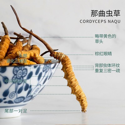 传统滋补品冬虫夏草 无断草 那曲冬虫夏草礼盒装冻干虫草大量批发图4