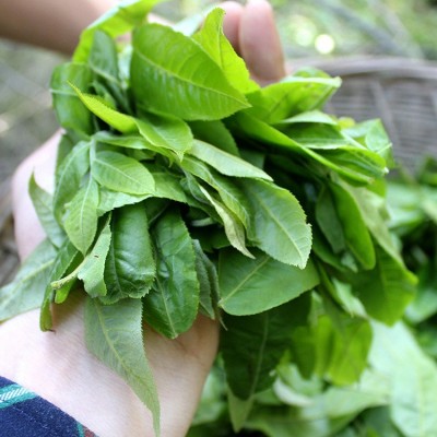 湘信翼张家界嫩叶青钱柳叶代用茶袋泡茶厂家代加工图4