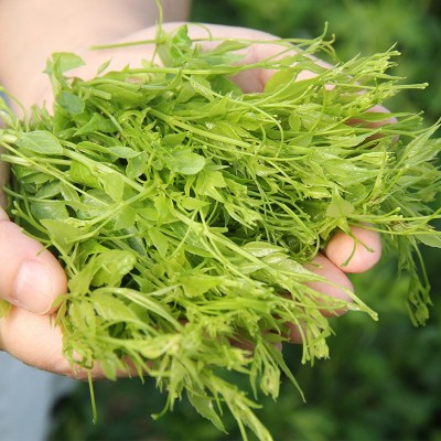 湘信翼莓茶张家界莓茶散装2024年新茶张家界莓茶藤茶芽尖图2