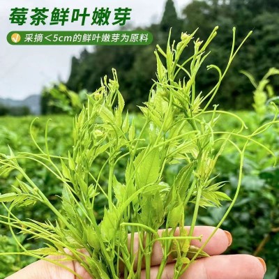 湖南永顺莓茶 批发代发茅岩嫩芽芽尖藤茶张家界特级野生牙尖莓茶图4
