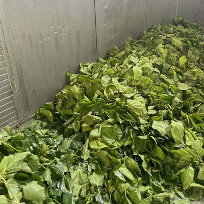 新货花茶桑叶茶颗粒 桑宝茶霜后散装批发产地货源厂家直销图4