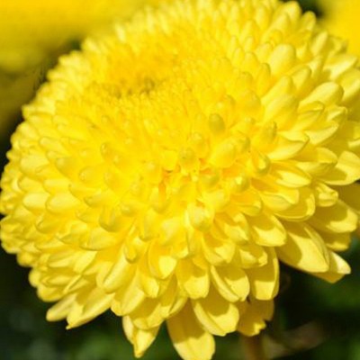 2021年新花婺源皇菊 晓起皇菊丝朵一杯黄菊散罐装菊花茶厂家直销图2