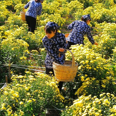 2021年新花婺源皇菊 晓起皇菊丝朵一杯黄菊散罐装菊花茶厂家直销图4