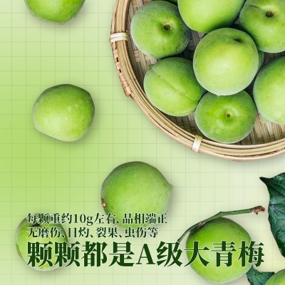 长食坊青梅果酵素梅青梅酵素正品青梅增强版清清果现货青梅子源头图4