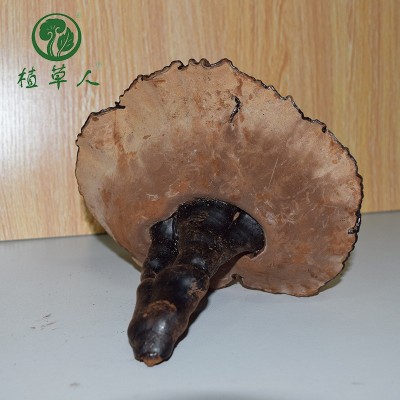 福建椴木紫灵芝赤灵芝 色泽饱满带粉短脚灵芝 散装短柄清香紫灵芝图4