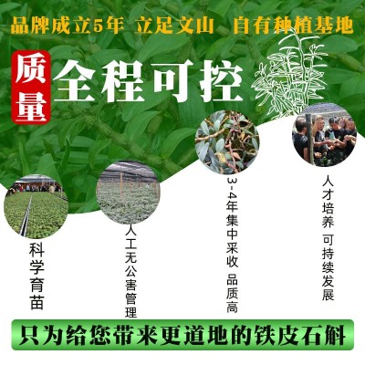 云南铁皮石斛粉铁皮枫斗磨粉250克/瓶正品云南广南铁皮石斛图4