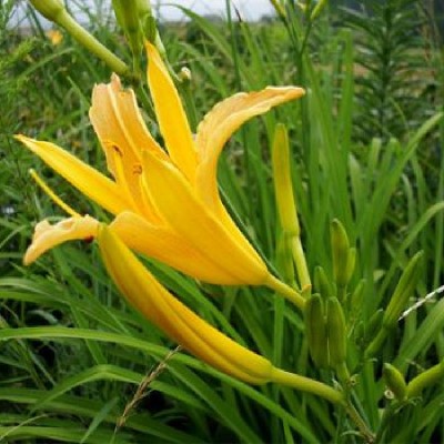 【人气高品质】黄花菜批发250g宁夏盐池黄花菜干货金针菜一件代发图4