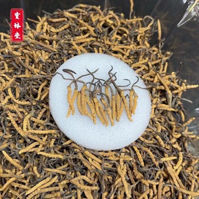 冬虫夏草足干无断草虫草饱满虫草冬虫草伴手礼 虫草冬虫夏草批发图3