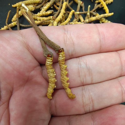 冬虫夏草足干无断草虫草饱满虫草冬虫草伴手礼 虫草冬虫夏草批发图2