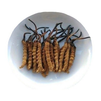 冬虫夏草足干无断草虫草饱满虫草冬虫草伴手礼 虫草冬虫夏草批发图4