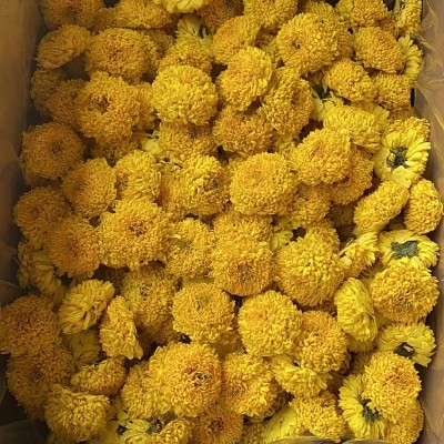 厂家供应徽州皇菊婺源皇菊金丝皇菊高山菊花茶 散货批发 量大从优图2