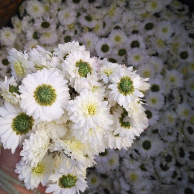 正宗黄山贡菊级特40g罐装安徽白菊花不苦徽州贡菊花茶批发菊花茶图3