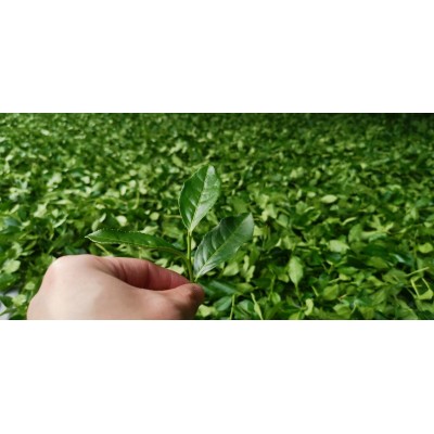 大翔茶业四季春 散茶 茶基底，奶茶果茶手打柠檬茶图5