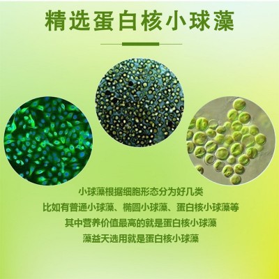 蛋白核小球藻螺旋藻片 破壁蛋白核绿藻粉天然海藻压片糖果加工oem图2