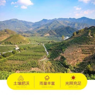 鱼腥草辐射茶折耳根茶纯野生抖音直播同款新款抗辐射批发代发图2