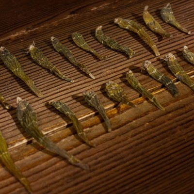 珍虫石斛条高端品种5年生铁皮石斛胶质 汤包散装石斛枫斗药材批发图2