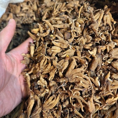 手掌参西藏特产 佛手参 手儿参 中药材批发 规格齐全 量大从优图3
