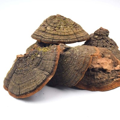 长白山暴马丁香桑黄产地货源槐耳桑黄灵芝可切片西藏桑黄大货批发图2