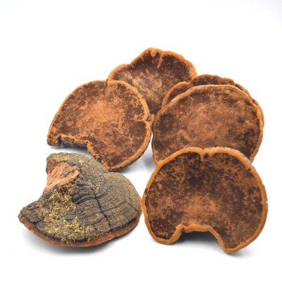 长白山暴马丁香桑黄产地货源槐耳桑黄灵芝可切片西藏桑黄大货批发图3