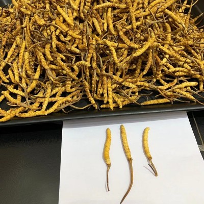 西藏那曲冬虫夏草 青海玉树冻干虫草无牙签草足干饱满滋补品礼盒图4