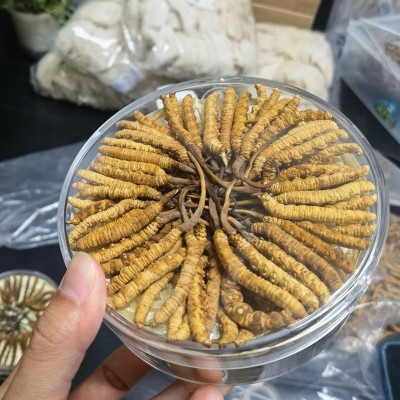 西藏那曲冬虫夏草 青海玉树冻干虫草无牙签草足干饱满滋补品礼盒图2