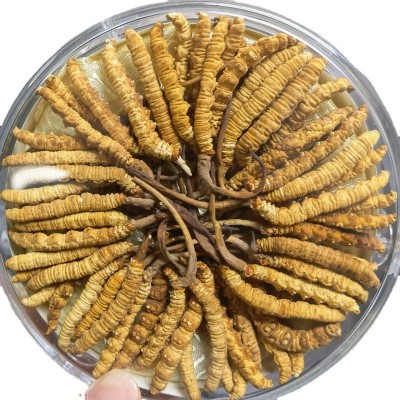 西藏那曲冬虫夏草 青海玉树冻干虫草无牙签草足干饱满滋补品礼盒图5