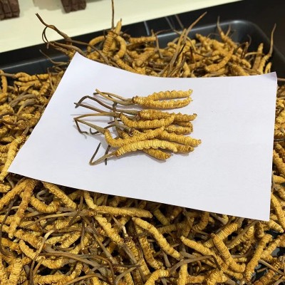 西藏那曲冬虫夏草 青海玉树冻干虫草无牙签草足干饱满滋补品礼盒图3
