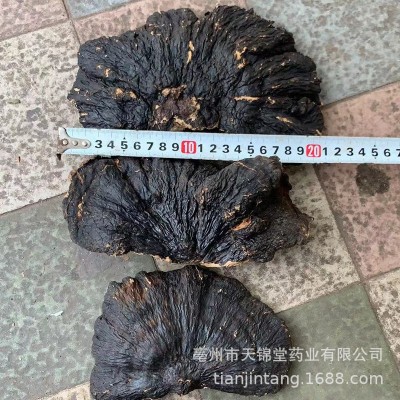 批发 云南 薄树灵芝 薄树芝 薄盖大灵芝 薄树层孔菌 黑块灵芝片图4