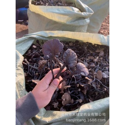 竹灵芝 黑灵芝 整枝散装扎把 长腿小灵芝 长颈灵芝产地批发紫灵芝图2