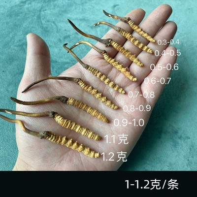 野冬虫夏草产地直发西藏那曲高海拔新鲜冬虫夏草干刷鲜虫草批发图5