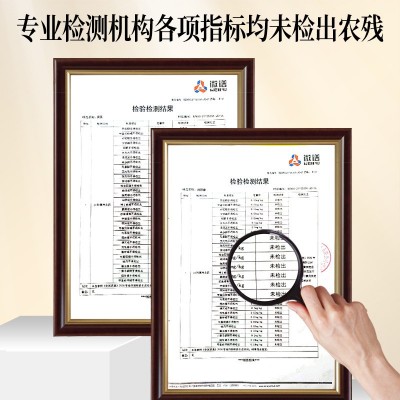 谯养兹元气四宝茶西洋参黄芪麦冬党参抖音同款真材实料批发代发图4