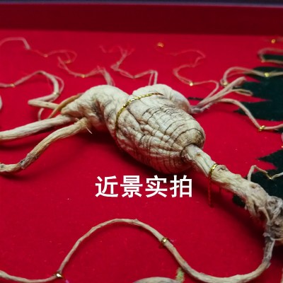 长白山人参 东北山参 高档皮盒人参 60 礼盒参 东北山参图3