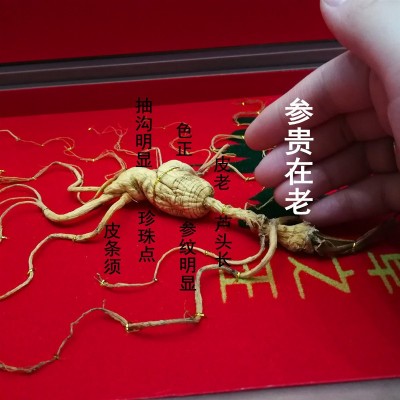 长白山人参 东北山参 高档皮盒人参 60 礼盒参 东北山参图2
