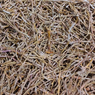 铁皮石斛打粉条铁皮统货干条 磨粉颜色好 打粉推荐性价比大货价优图3