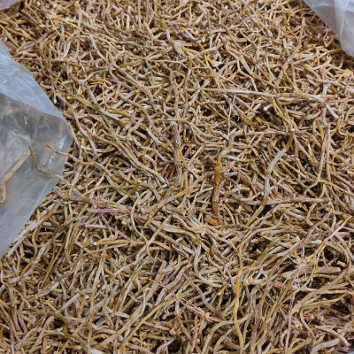 铁皮石斛打粉条铁皮统货干条 磨粉颜色好 打粉推荐性价比大货价优图2