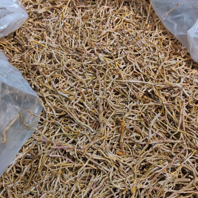 铁皮石斛打粉条铁皮统货干条 磨粉颜色好 打粉推荐性价比大货价优图4