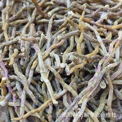 铁皮石斛短芽条云南雨林石斛粗芽条石斛清香胶质浓郁咀嚼无渣图3