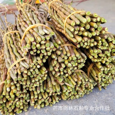 铁皮石斛鲜条云南雨斛堂鲜石斛胶质浓郁咀嚼无渣石斛基地直销图3
