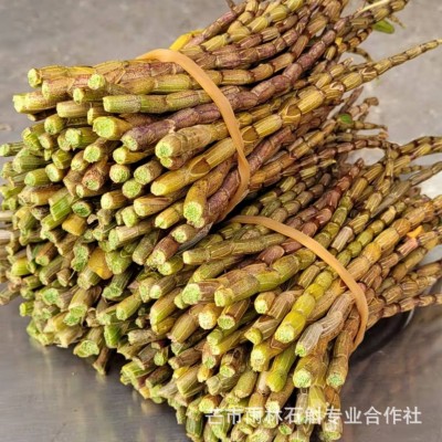 铁皮石斛鲜条云南雨斛堂鲜石斛胶质浓郁咀嚼无渣石斛基地直销图4