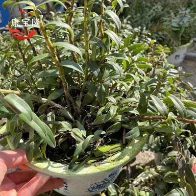 雁荡山二年铁皮石斛苗盆栽红杆软脚石斛苗室内枫斗苗盆栽包邮图2