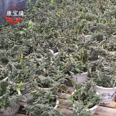 雁荡山二年铁皮石斛苗盆栽红杆软脚石斛苗室内枫斗苗盆栽包邮图4