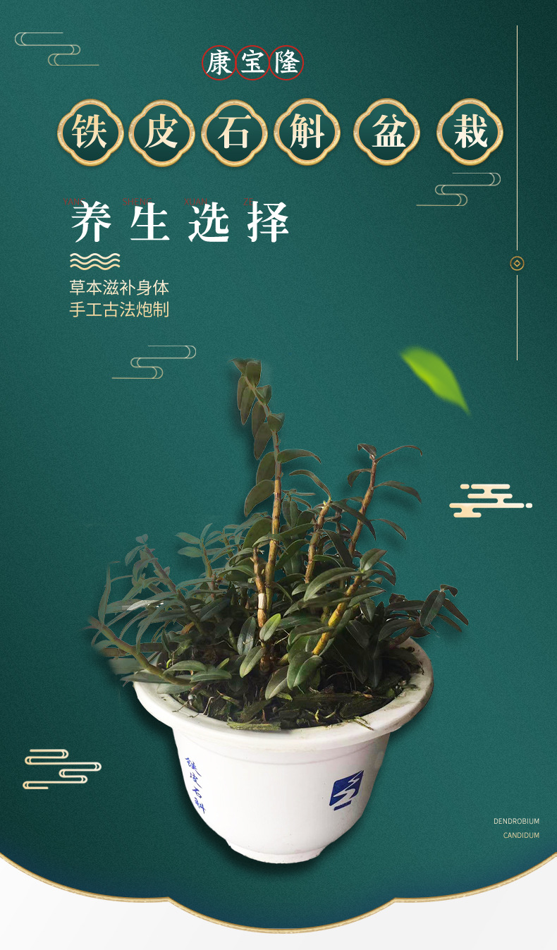 铁皮石斛盆栽_01.jpg