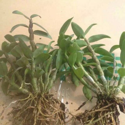 雁荡山红杆软脚铁皮石斛一年苗现摘石斛种苗绿植盆栽产地直供批发图2