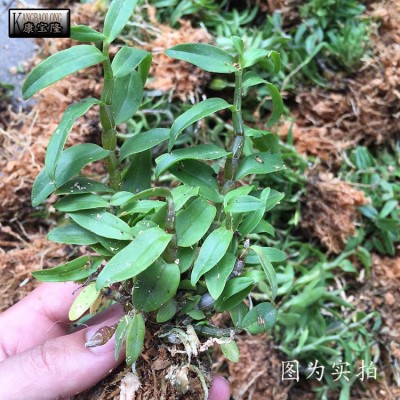 雁荡山红杆软脚铁皮石斛一年苗现摘石斛种苗绿植盆栽产地直供批发图3
